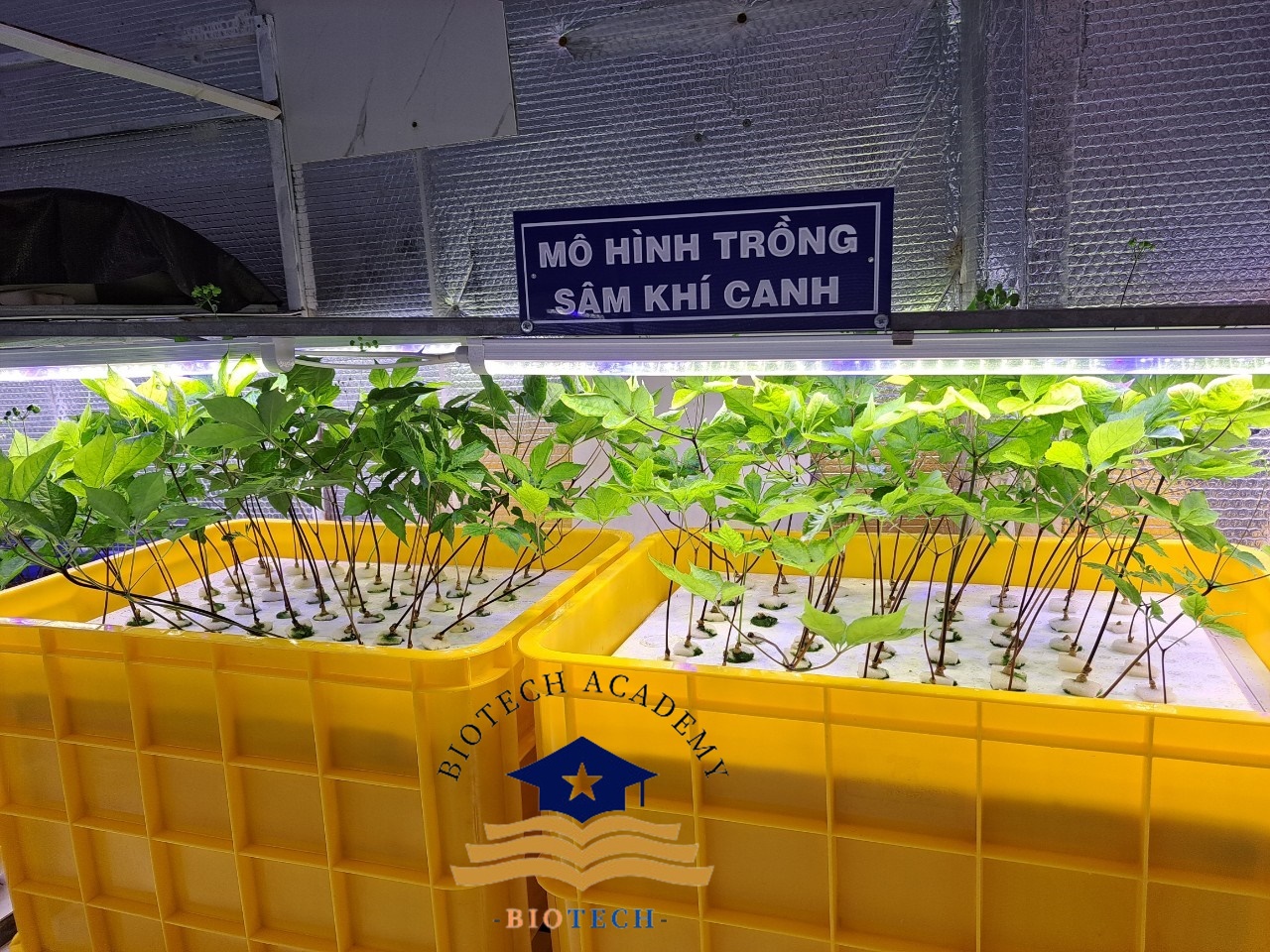 CÁCH TRỒNG NHÂN SÂM TẠI NHÀ DỄ THỰC HIỆN CHO NGƯỜI MỚI