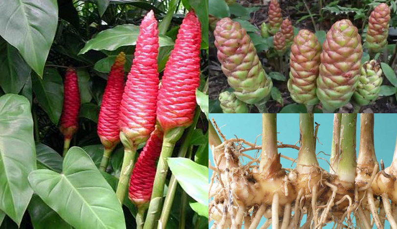 gừng gió